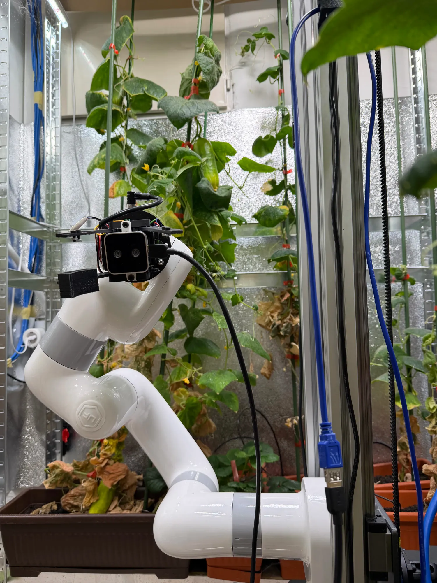 Camera-equipped robot arm working between cucumber plants in a growing cell